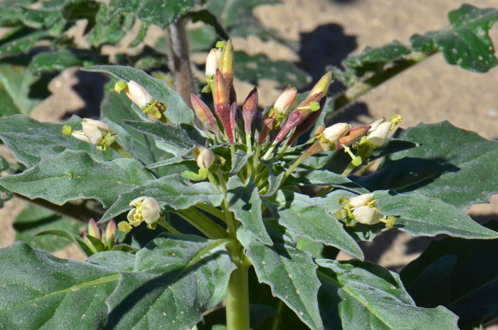 Woody Bottle-washer has attractive white flowers often with red on nodding flowering stalks. Plants bloom from February to August across its large range and multiple sub-species. Eremothera boothii 